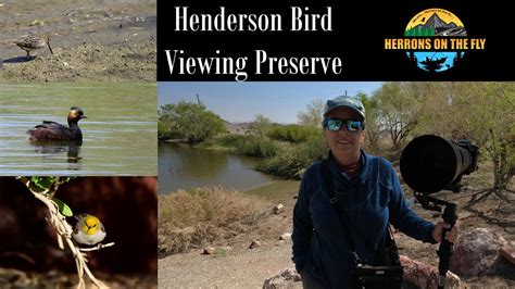 lv bird|henderson birding preserve las vegas.